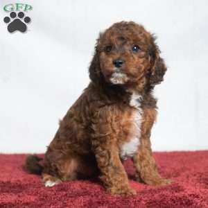 Jaren, Cavapoo Puppy